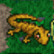 Salamander