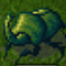 Goliath Beetle